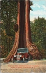 Big Hollow Tree Vancouver Bc Stanley Park Automobile C1926 Postcard G84. Fixed Price $12.49.